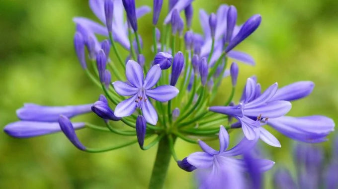 アガパンサスの切り花の見頃の時期は？長持ちさせるお手入れ方法、花言葉も解説