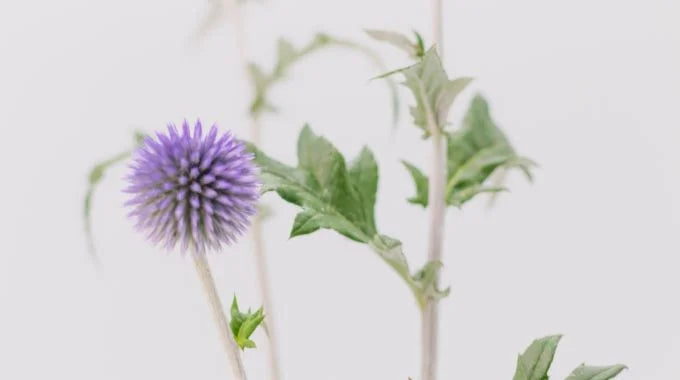 ルリタマアザミの切り花を長持ちさせるお手入れ方法は？出回り時期や花言葉も解説