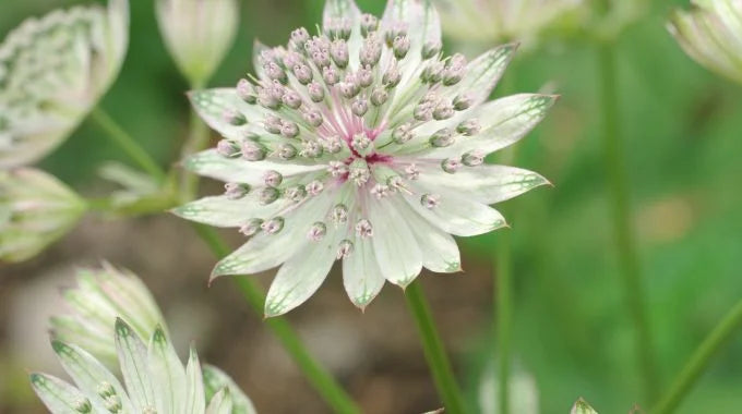 アストランチアの切り花を長持ちさせる方法は？特徴や花言葉も解説