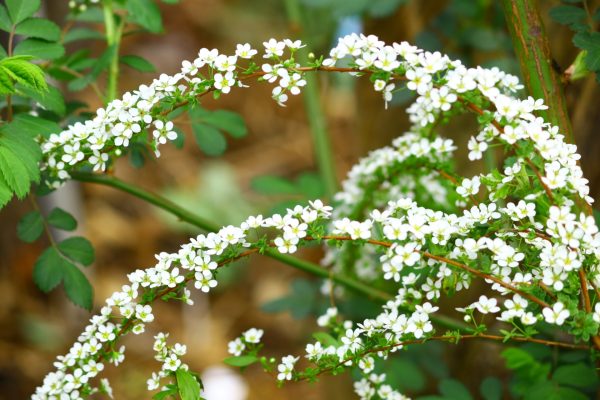 ユキヤナギ（雪柳）の切り花を長持ちさせるお手入れ方法は？出回り時期や花言葉も解説！
