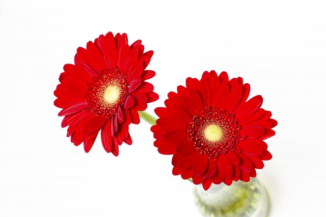 赤いガーベラの花言葉｜本数別の意味やおすすめの組み合わせをご紹介します！