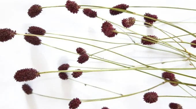 ワレモコウの切り花を長持ちさせる方法は？出回り時期や値段も解説！