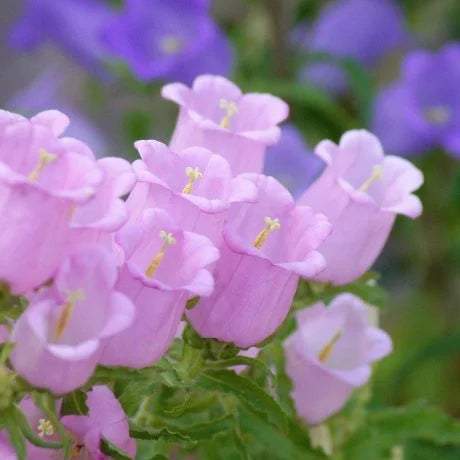 カンパニュラの切り花を長持ちさせる方法は？特徴や花言葉も解説！