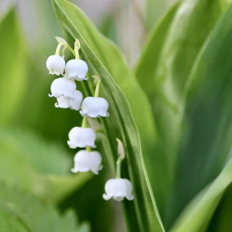 スズランの切り花には毒がある？長持ちさせる方法、特徴や花言葉も解説！