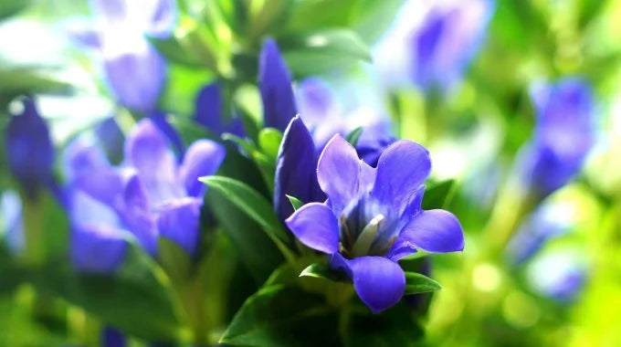 リンドウの切り花を長持ちさせるお手入れ方法は？特徴や花言葉も解説！