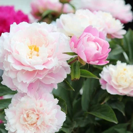 シャクヤク（芍薬）の切り花を長持ちさせるお手入方法は？日持ちや品種や花言葉を解説！