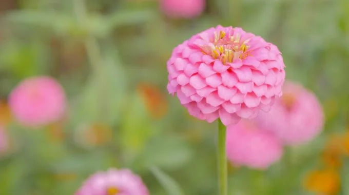 ジニア（百日草）の切り花を長持ちさせるお手入れ方法は？出回り時期や適切な水量も解説！