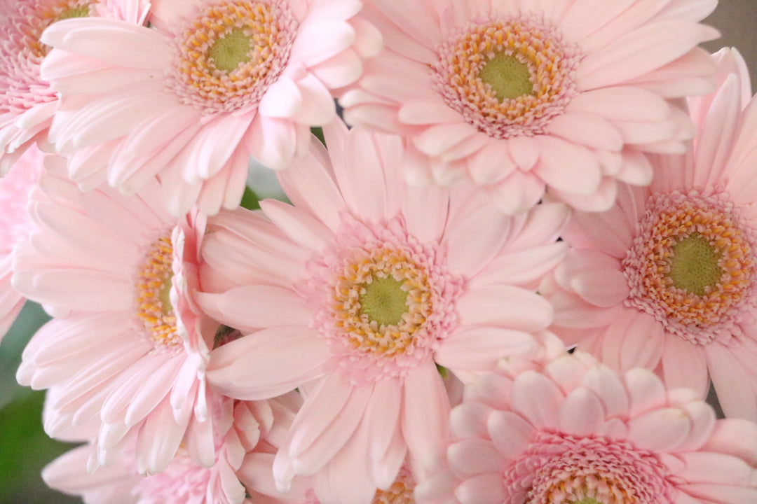 ガーベラの花言葉｜色別・本数別の花言葉とおすすめのギフトシーンをご紹介！
