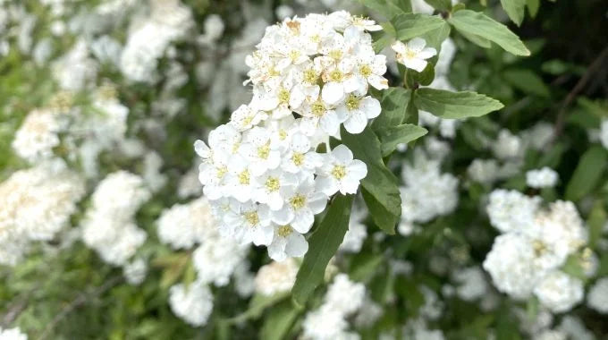 コデマリ（小手毬）の切り花を長持ちさせるお手入れ方法は？値段や出回り時期、花言葉も解説！