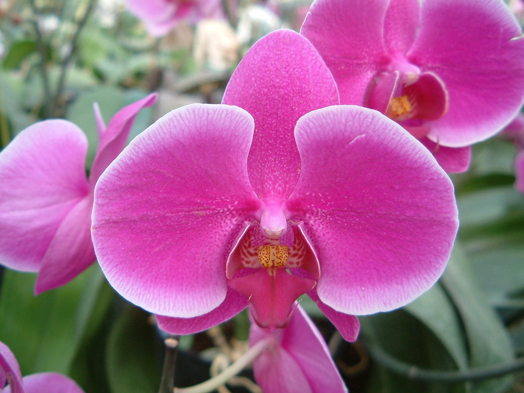 胡蝶蘭の育て方と手入れ方法｜初心者でも失敗せず長く楽しむための完全ガイド