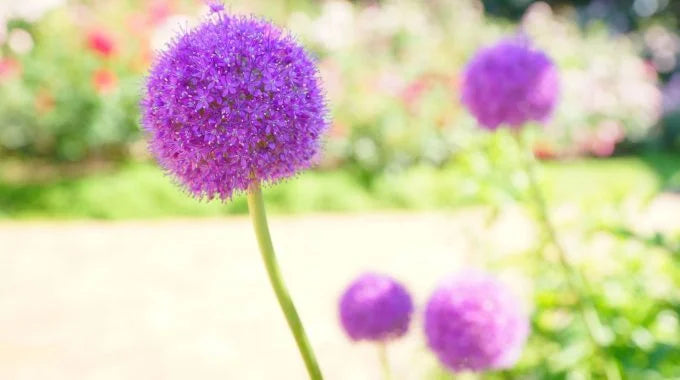 アリウムの切り花を長持ちさせるお手入れ方法は？出回り時期や花言葉も解説