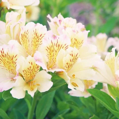 アルストロメリアの切り花を長持ちさせるお手入れ方法、花言葉、特徴は？
