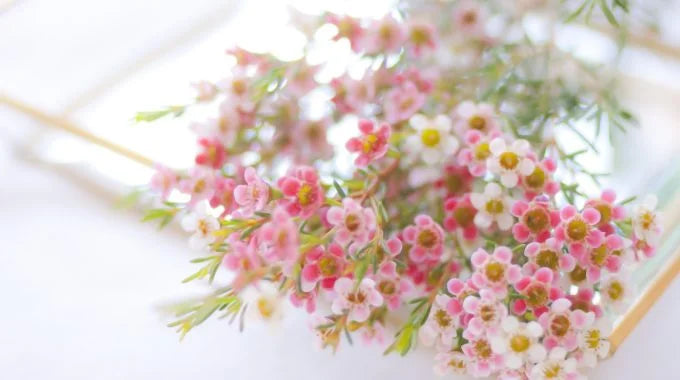 ワックスフラワーの切り花を長持ちさせるお手入れ方法は？出回り時期や花言葉、特徴も解説