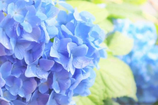 アジサイ（紫陽花）の切り花を長持ちさせるお手入れ方法は？値段や日持ち、花言葉も解説！