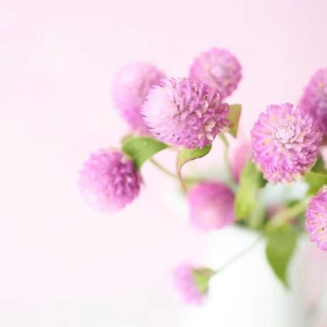 千日紅（センニチコウ）の切り花を長持ちさせる方法は？特徴や花言葉も解説！