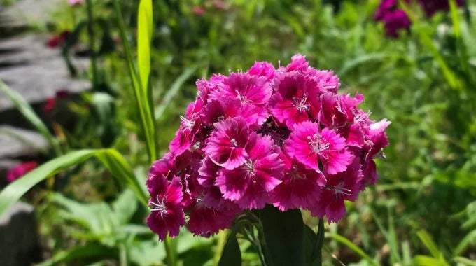 ナデシコの切り花を長持ちさせる方法は？特徴や花言葉も解説！