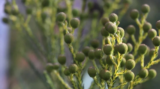 バーゼリアの切り花を長持ちさせるお手入れ方法は？特徴や花言葉も解説