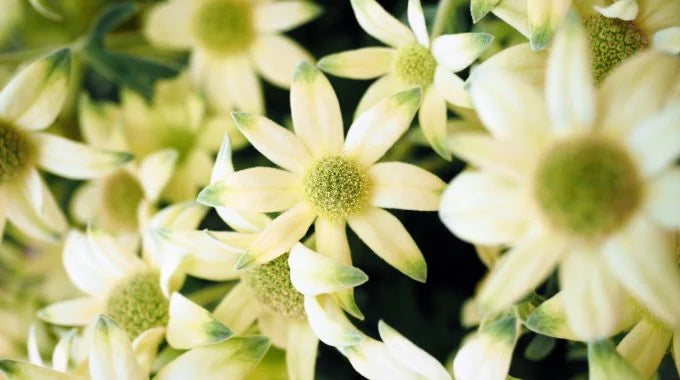 フランネルフラワーの切り花を長持ちさせるお手入れ方法は？出回り時期や水揚げ方法、花言葉も解説