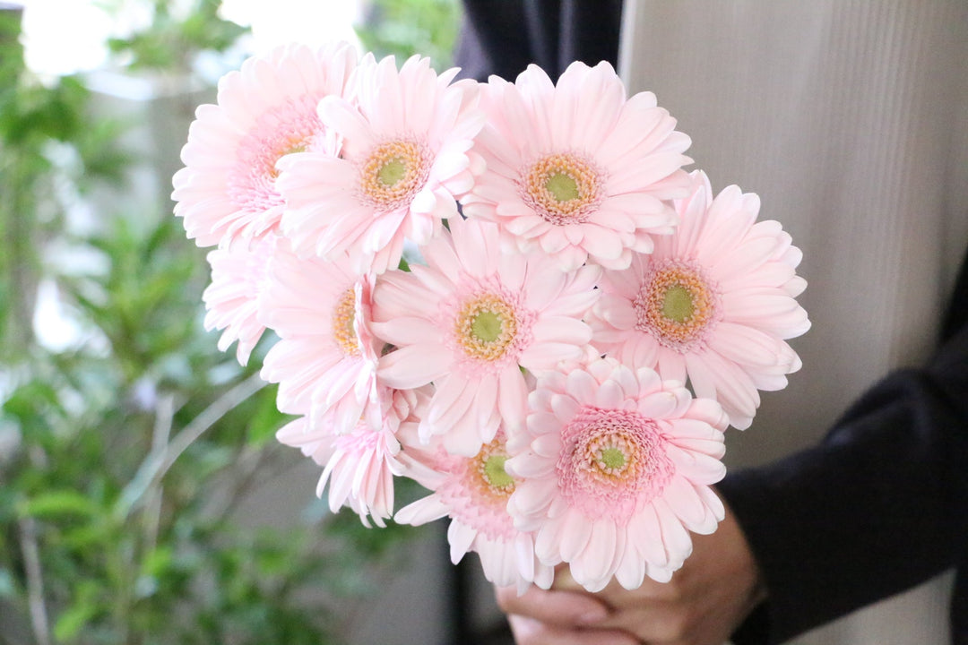 ピンクのガーベラの花言葉｜本数別の意味やおすすめの組み合わせをご紹介します！