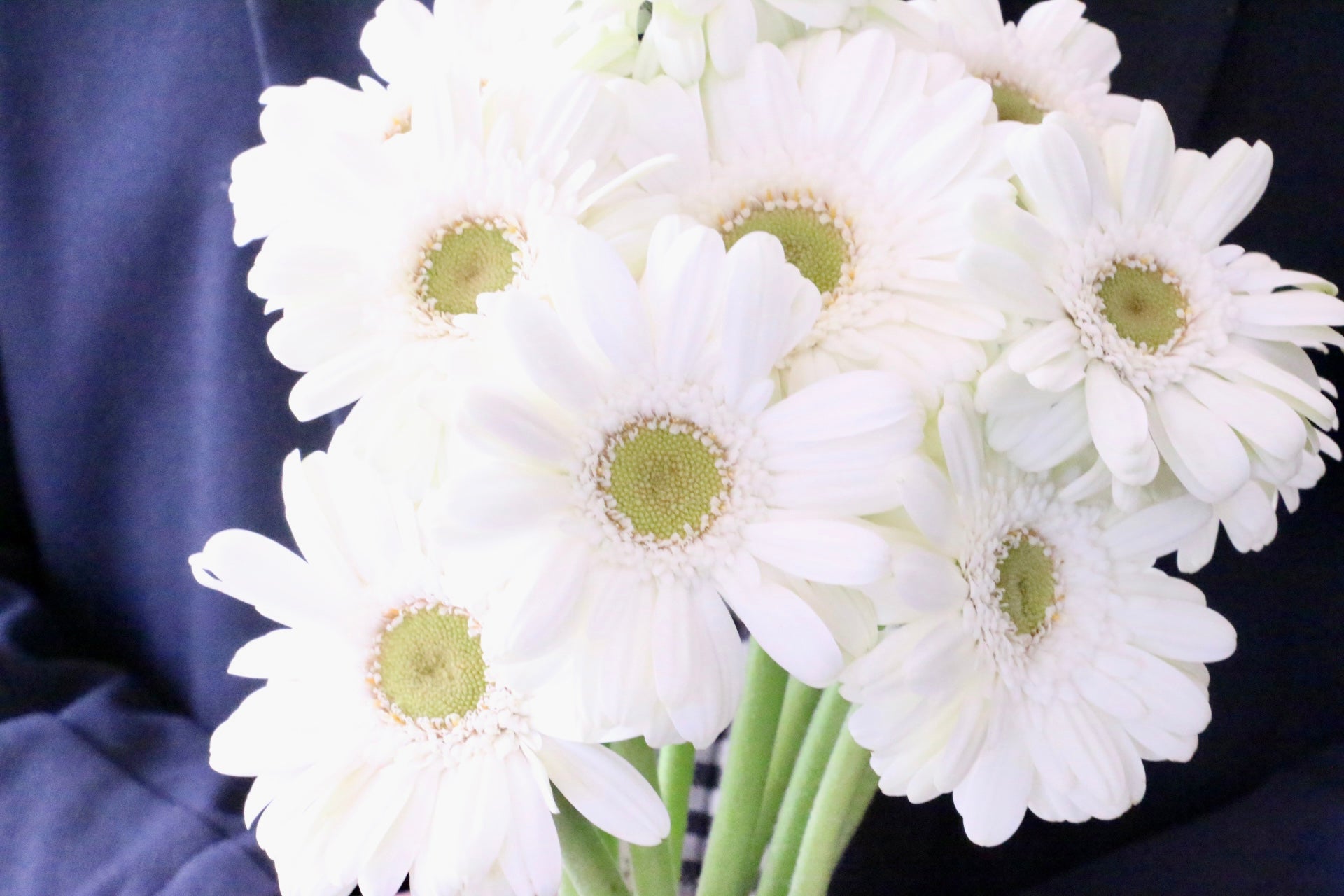白いガーベラの花言葉｜本数別の意味やおすすめの組み合わせをご紹介します！