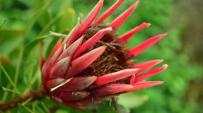 プロテアの切り花を長持ちさせるお手入れ方法は？特徴や花言葉を解説！