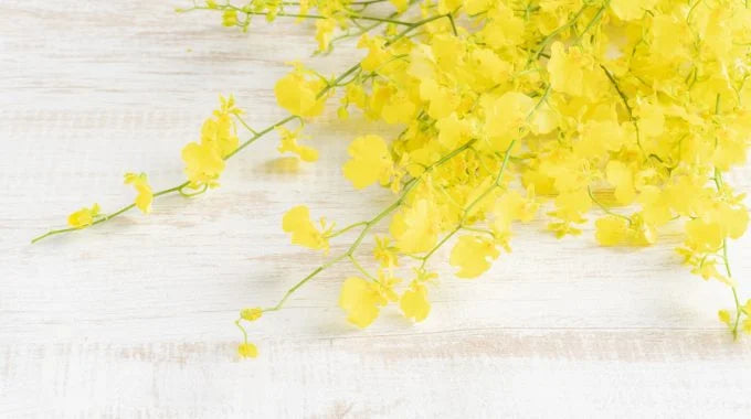 オンシジウムの切り花を長持ちさせるお手入れ方法は？値段や品種、花言葉も解説！
