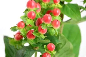 ヒペリカムの切り花を長持ちさせるお手入れ方法は？花言葉、特徴も解説！