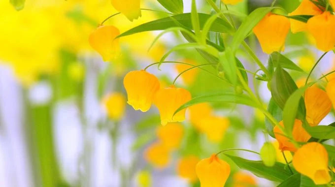 サンダーソニアの切り花を長持ちさせるお手入れ方法は？出回り時期や花言葉も解説