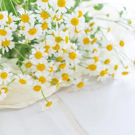マトリカリアの切り花はしおれやすい？開花時期や長持ちさせる手入れ方法を解説！