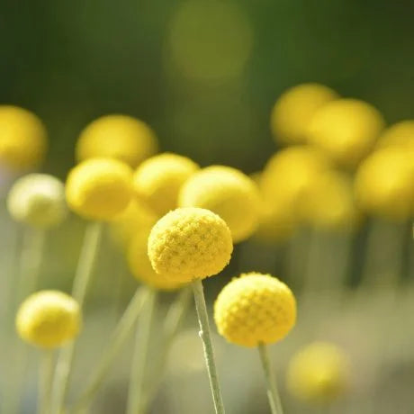 クラスペディアの切り花を長持ちさせるお手入れ方法は？特徴や花言葉も解説