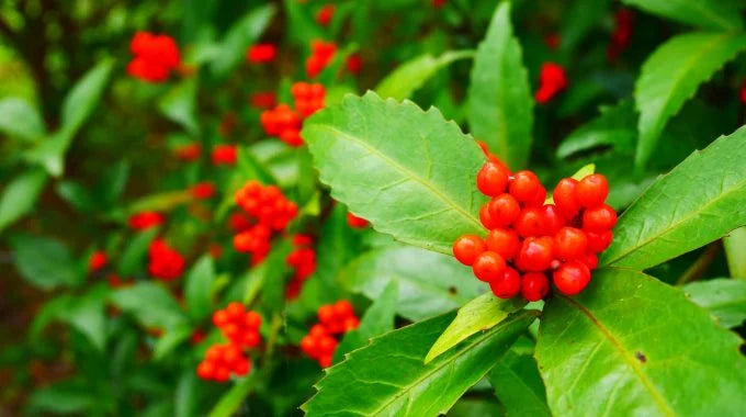 千両（センリョウ）の切り花を長持ちさせるお手入れ方法は？価格や花言葉も解説！