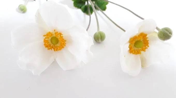 シュウメイギク（秋明菊）の切り花を長持ちさせるお手入れ方法は？出回り時期や花言葉も解説！