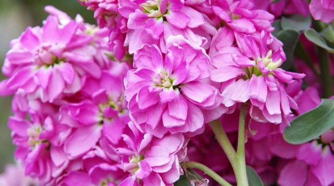 ストックの切り花を長持ちさせるお手入れ方法は？日持ちや花言葉も解説！