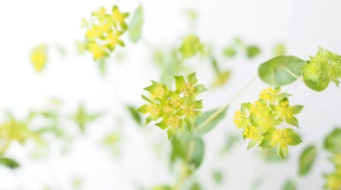 ブプレリウム（ブプレウルム）の切り花を長持ちさせるお手入れ方法は？特徴や花言葉も解説！