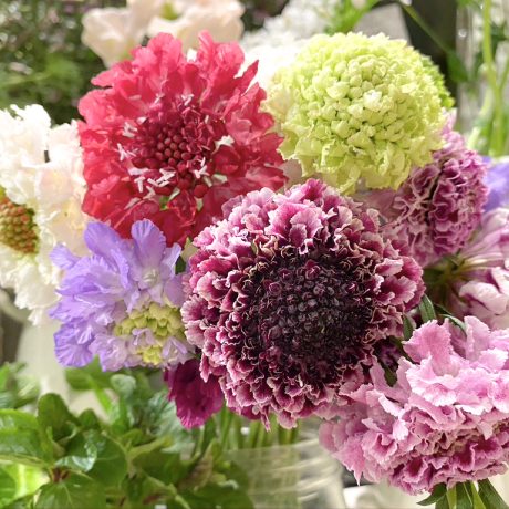 スカビオサの切り花を長持ちさせる方法は？品種や花言葉、特徴を解説