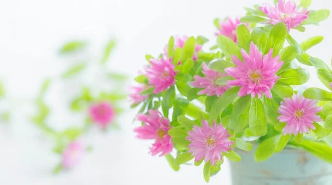 アスターの切り花を長持ちさせる方法は？特徴や花言葉も解説