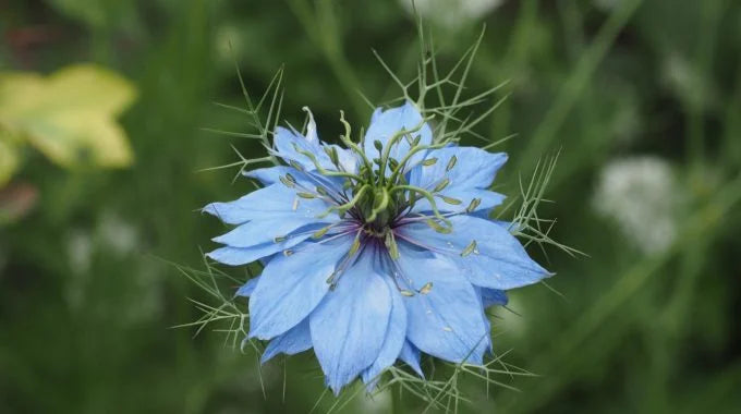 ニゲラの切り花を長持ちさせる方法は？特徴や花言葉も解説