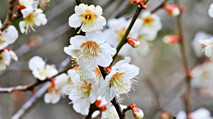 【1月の花】旬の切り花（24種類）をご紹介。花言葉、おすすめの花もまとめて解説！