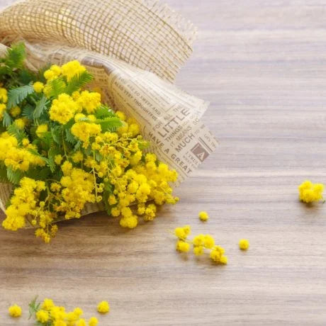ミモザの切り花の咲かせ方は？長持ちする方法や花言葉も解説！