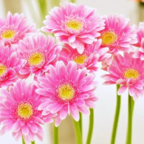 ガーベラの切り花はしおれやすい？長持ちさせるお手入れ方法、水の量や花言葉も解説