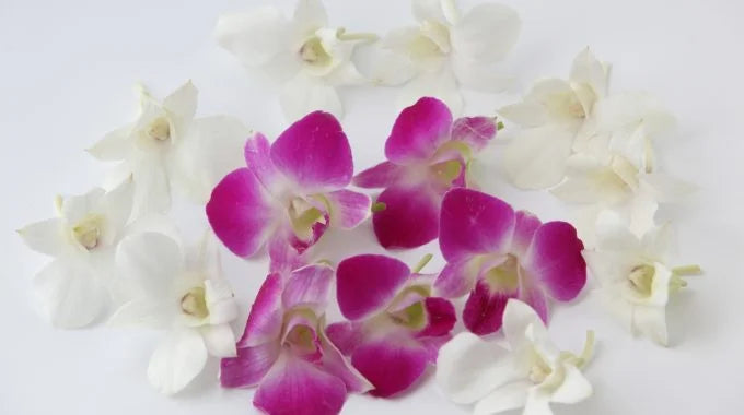 デンファレの切り花を長持ちさせる方法は？値段や飾り方、花言葉についても解説