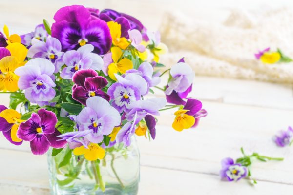 パンジーの切り花を長持ちさせるお手入れ方法は？出回り時期や花言葉などを解説