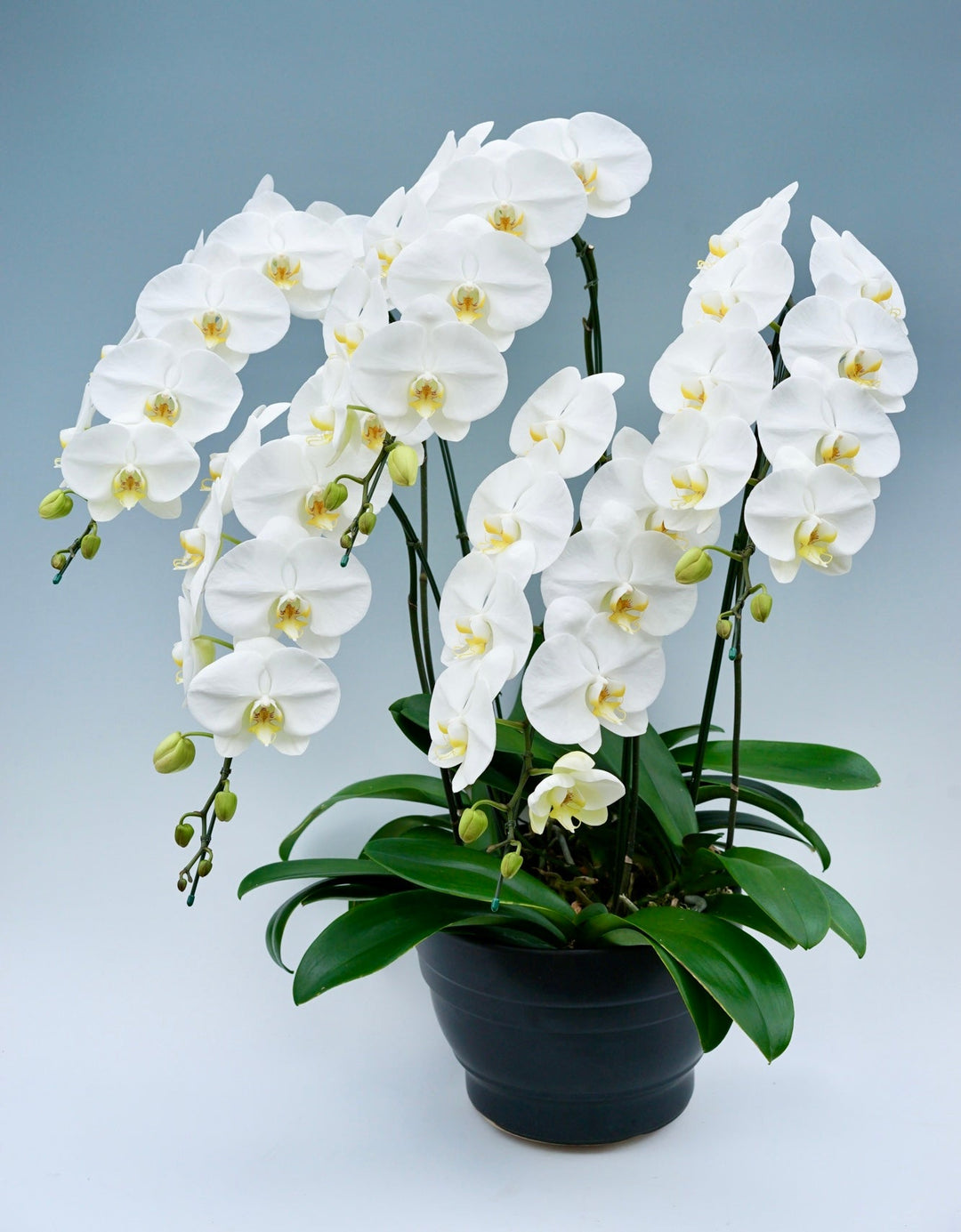 5本立ちの胡蝶蘭