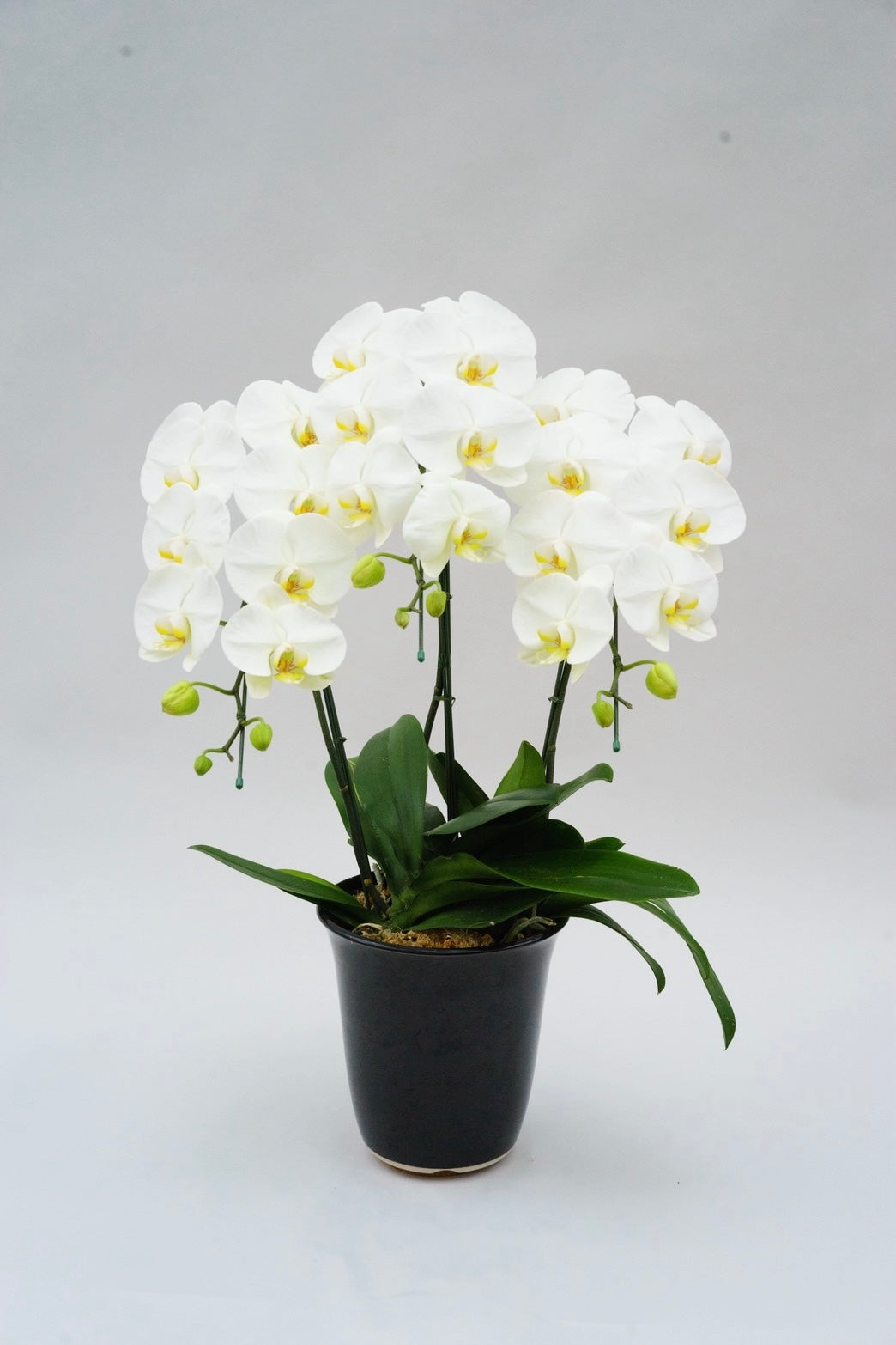 2万円台の胡蝶蘭