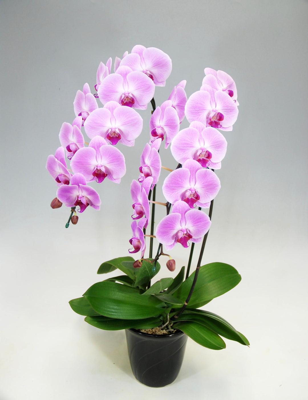 1万円台の胡蝶蘭