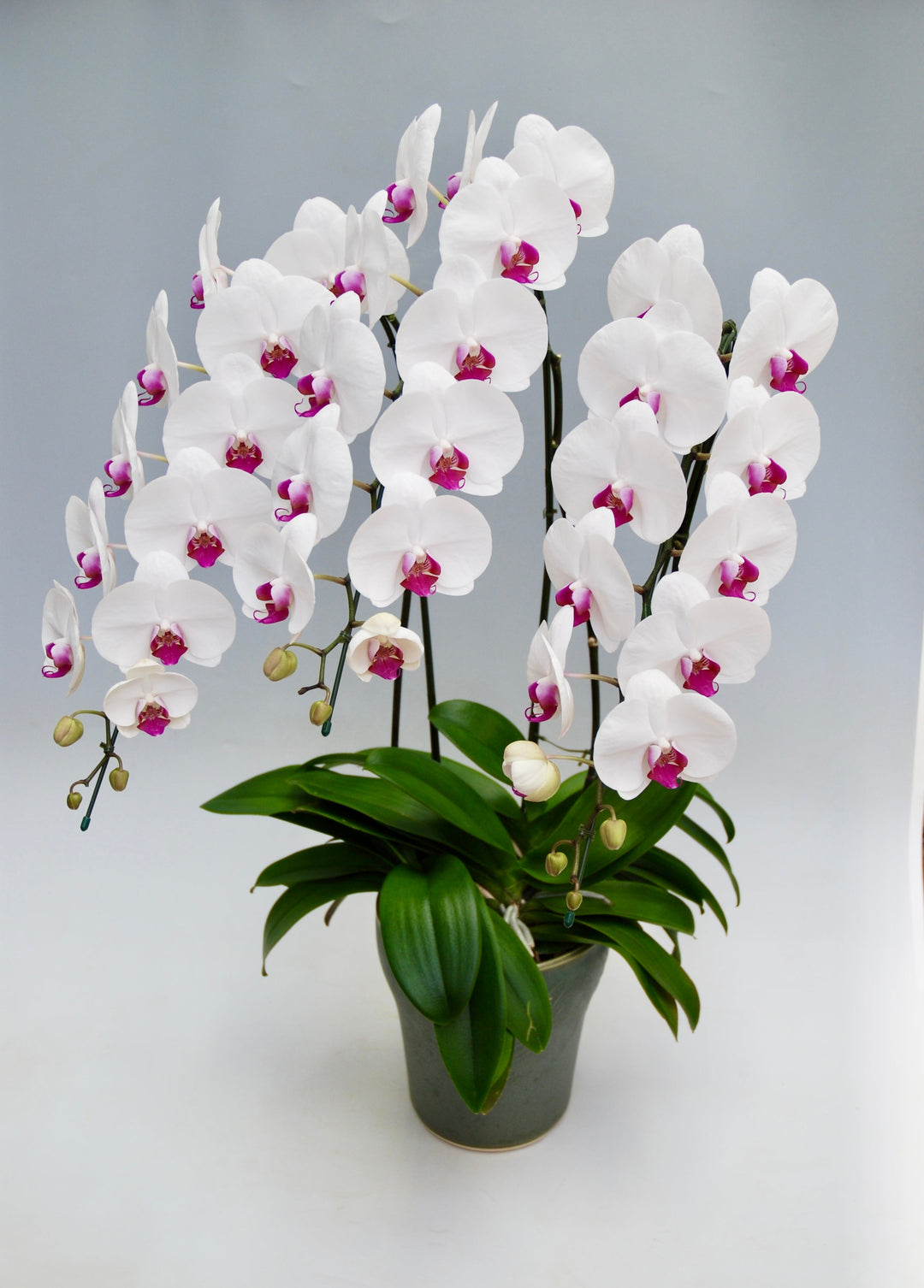 赤リップの胡蝶蘭