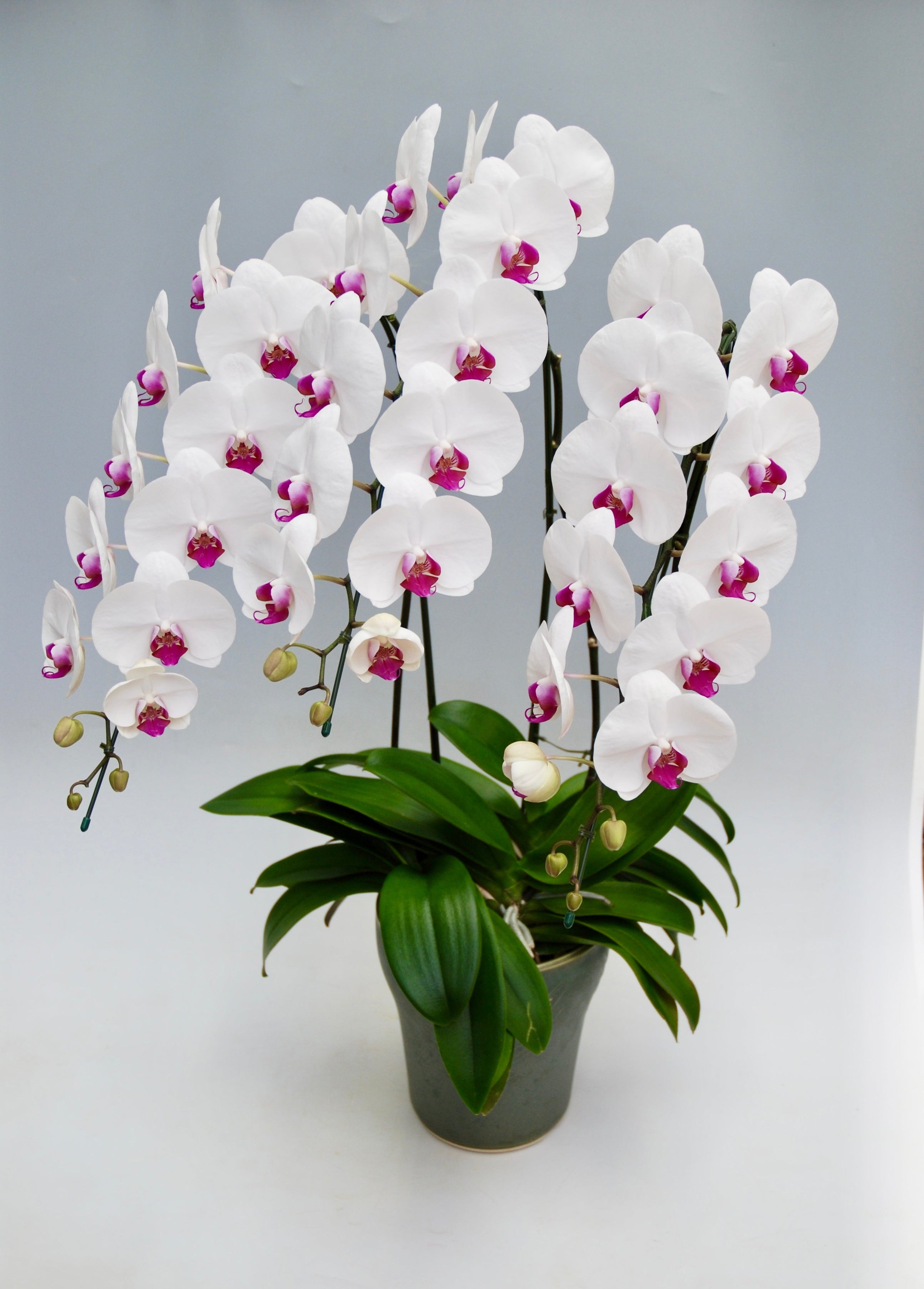 赤リップの胡蝶蘭