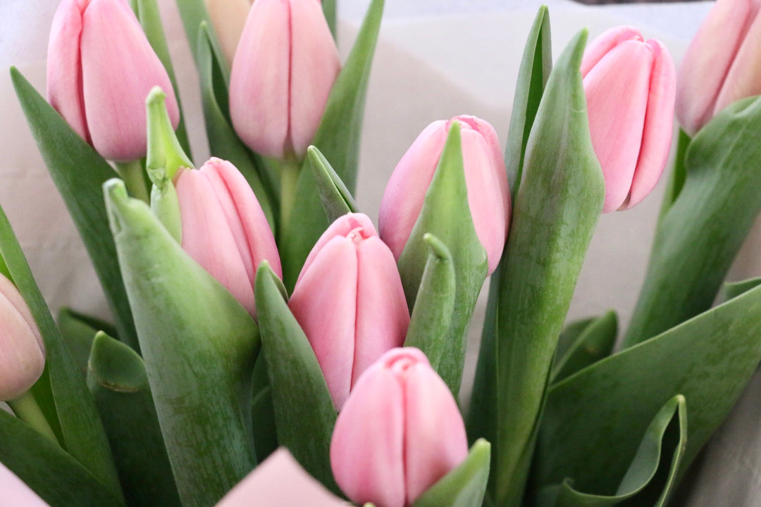 チューリップの花束・ブーケ