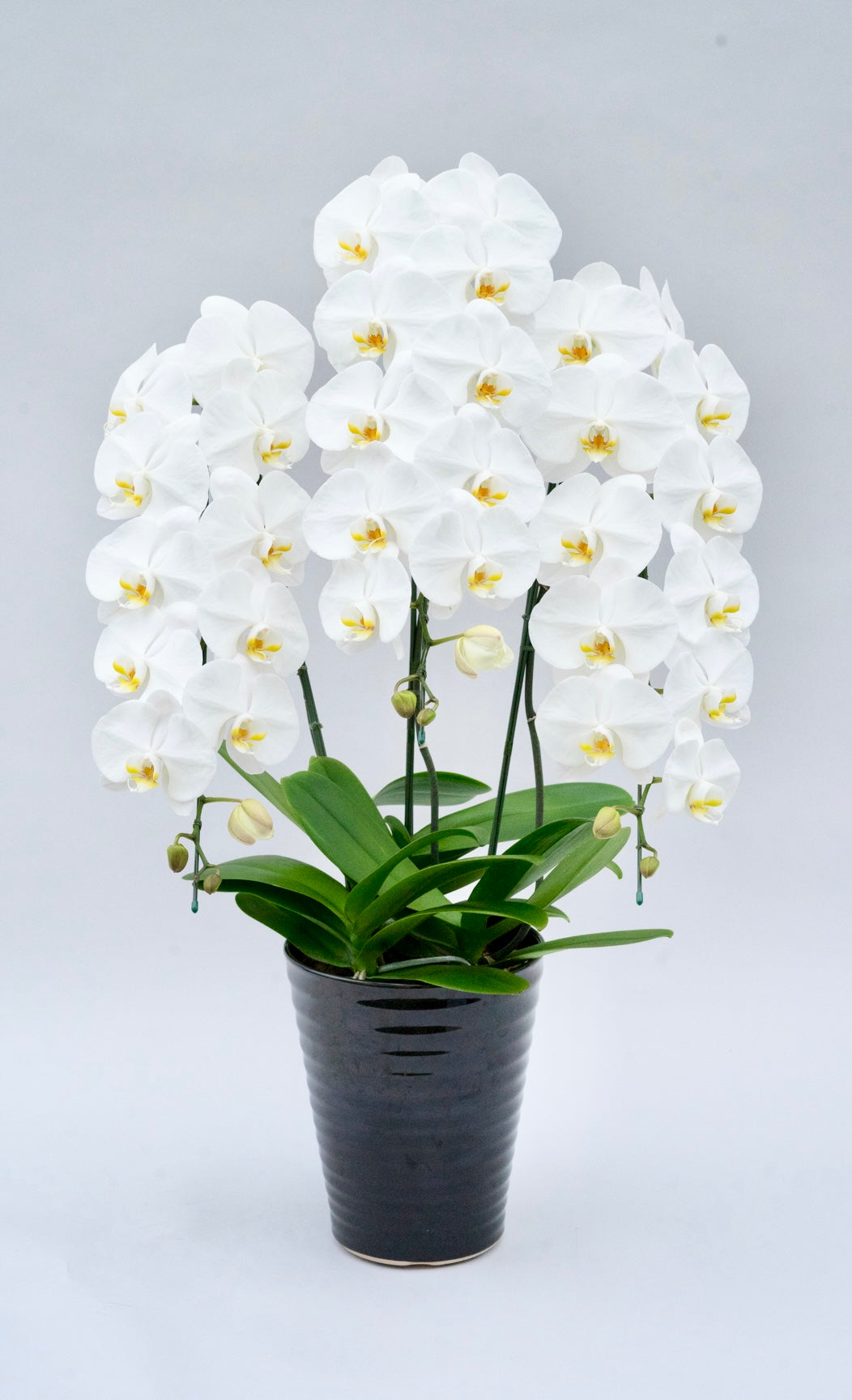 3本立ちの胡蝶蘭