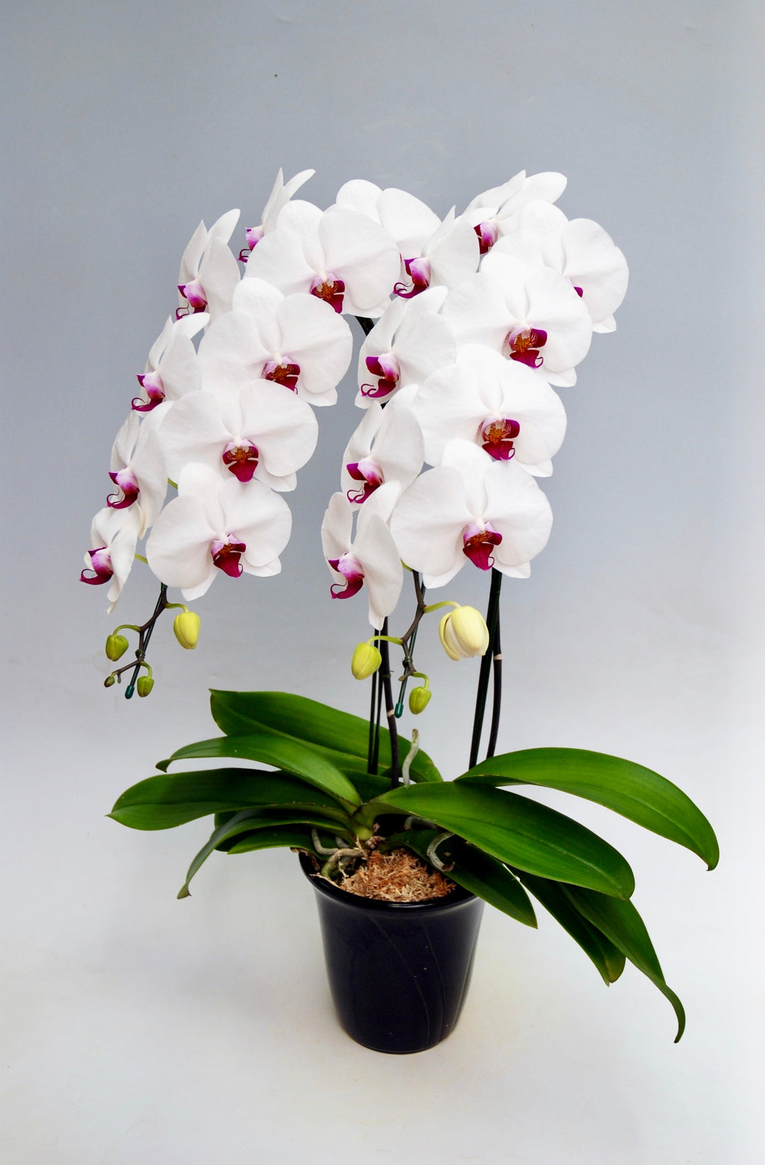 引っ越し祝いに贈る胡蝶蘭